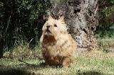 NORWICH TERRIER 035